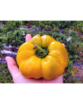 Sweet Pepper ‘Paradicsum Alaku Sarga Szentes’ Seeds (Naturally Grown)