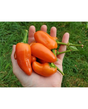 Sweet Pepper ‘Tangerine Dream' Seeds (Naturally Grown)