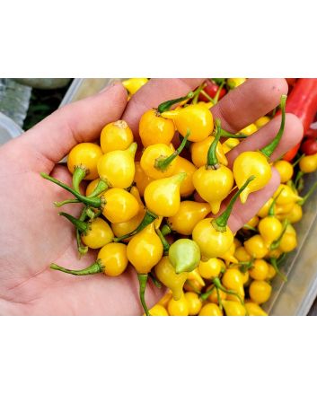 Hot Pepper ‘Biquinho Yellow’ Seeds (Naturally Grown)