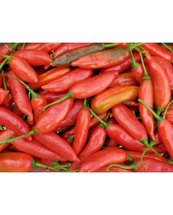 Hot Pepper ‘Aji Colorado’ 