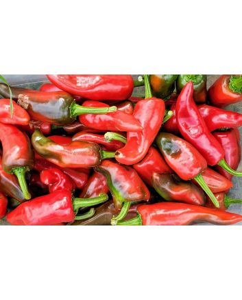 Hot Pepper ‘Espelette’