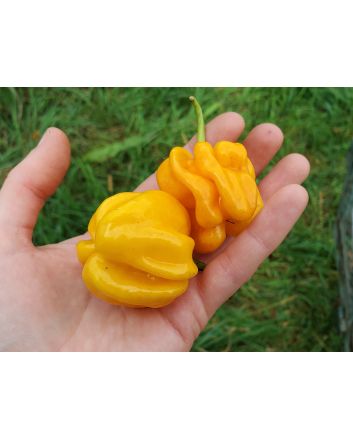 Hot Pepper 'Saco de Velho' Seeds (Naturally Grown)