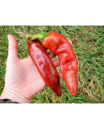 Hot Pepper ‘Big Jim Legacy’ 