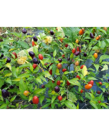 Hot Ornamental Pepper ‘Filius Blue’ Seeds (Naturally Grown)