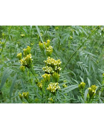 Mexican Marigold AKA Huacatay Peruvian Black Mint Seeds (Naturally Grown)