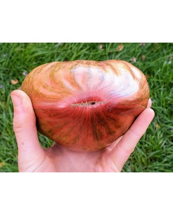 Tomato 'Rebel Starfighter Prime' Plant (4" Pot, single)