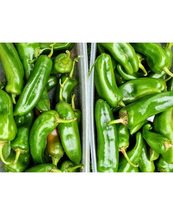 Hot Pepper 'Anaheim' 