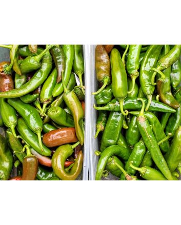 Hot Pepper 'Guajillo' Seeds (Naturally Grown)