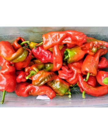 Hot Pepper ‘Hangjiao (HJ8) Total Eclipse Space Chili’ Seeds (Naturally Grown)