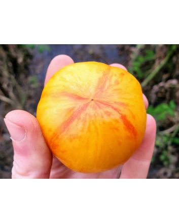 Tomato 'Lava Flow' Seeds (Naturally Grown)