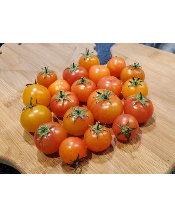 Tomato 'Isis Candy'
