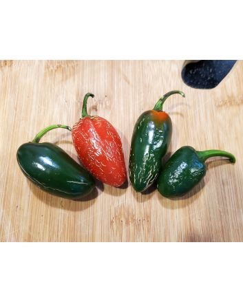 Hot Pepper ‘Traveler Jalapeno' 