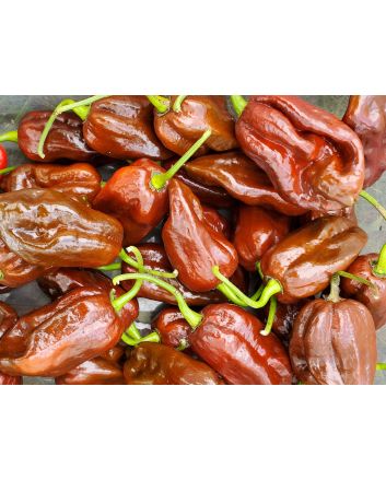 Hot Pepper ‘Chocolate Bhutlah' Seeds (Naturally Grown)