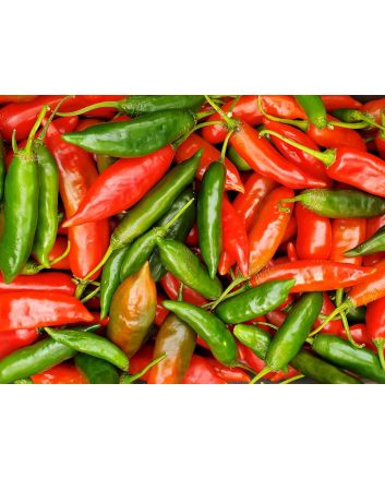 Hot Pepper ‘Aji Colorado’ 