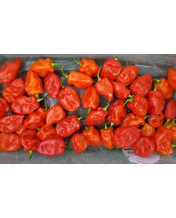 Hot Pepper ‘Tobago’ Seeds (Naturally Grown)
