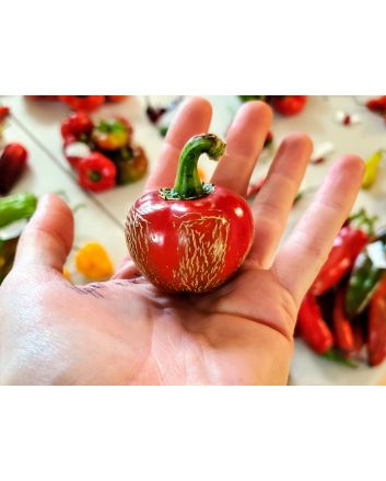 Hot Pepper ‘Dieghito Jalapeno’ Seeds (Naturally Grown)