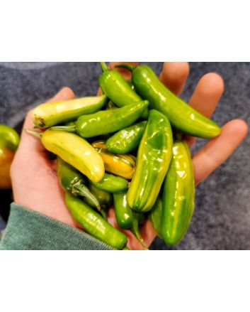 Hot Pepper ‘Fish’ Seeds (Naturally Grown)