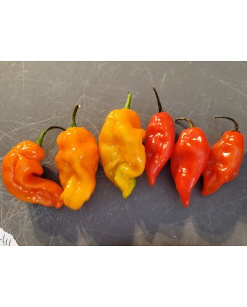 Hot Pepper ‘Red Fatalii’ Seeds (Naturally Grown)