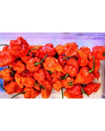 Hot Pepper ‘Zing’ Seeds (Naturally Grown)