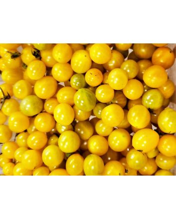 Tomato 'Blondkopfchen' 