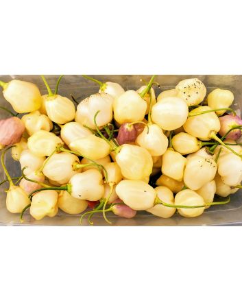 Hot Pepper 'Sugar Rush Cream' Seeds (Naturally Grown)