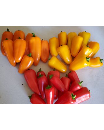 Sweet Pepper 'Lunchbox Red’ Seeds (Naturally Grown)