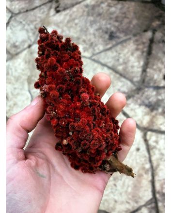 Staghorn Sumac Seeds (Naturally Grown)