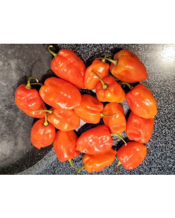 Hot Pepper ‘Tobago’ Seeds (Naturally Grown)