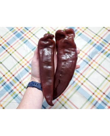 Pepper 'Super Sweet Giant Chocolate' Seeds (Naturally Grown)
