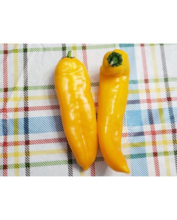 Pepper 'Super Sweet Giant Yellow' Seeds (Naturally Grown)
