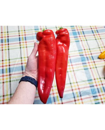Pepper 'Super Sweet Giant Red' Seeds (Naturally Grown)