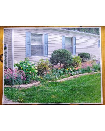 Catchfly/Cottage Pinks/Chimney Pinks Seeds (Naturally Grown)