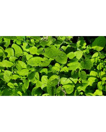 Burdock Seeds (Naturally Grown)