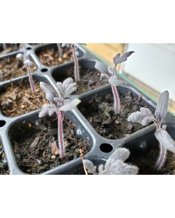 Tomato 'Indigo Pear Drops' Seeds (Naturally Grown)