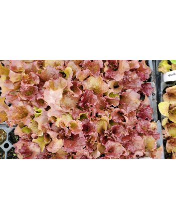 Lettuce 'New Red Fire' Seeds (Naturally Grown)