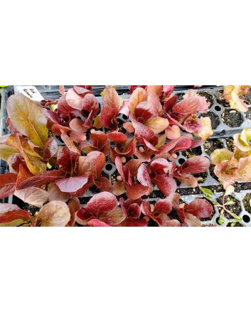 Lettuce 'Red Romaine' Seeds (Naturally Grown)