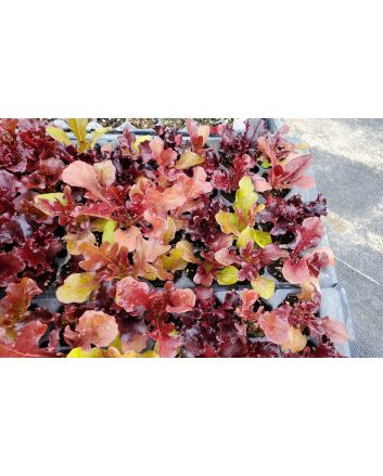 Lettuce 'Valentine Mix' Seeds (Naturally Grown)