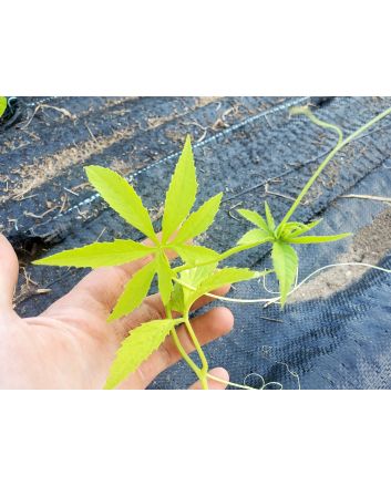 Caigua / Slipper Gourd Seeds (Certified Organic) 