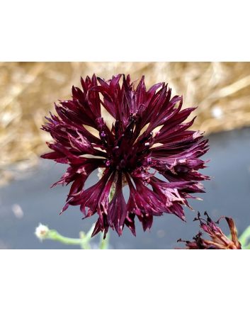 Bachelor's Button 'Black Magic' Seeds (Naturally Grown)
