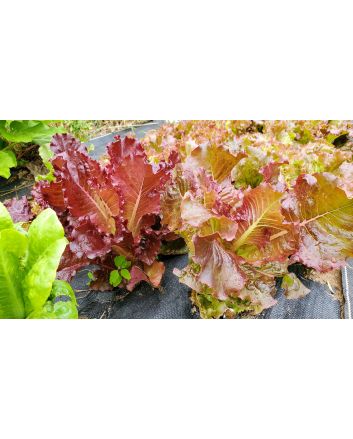 Lettuce 'Lolla Rossa' Seeds (Naturally Grown)