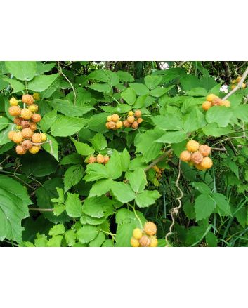 Wild Golden Raspberry Plant (4" Pot, single)