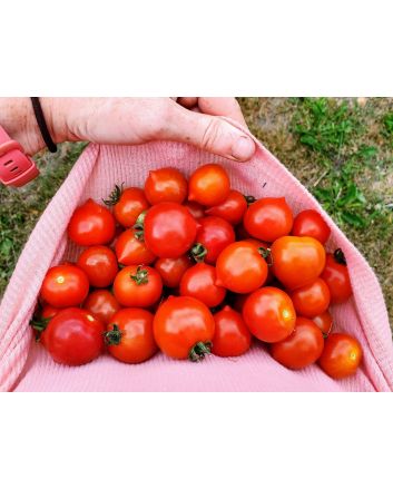 Tomato 'Goodhearted' Seeds (Naturally Grown)
