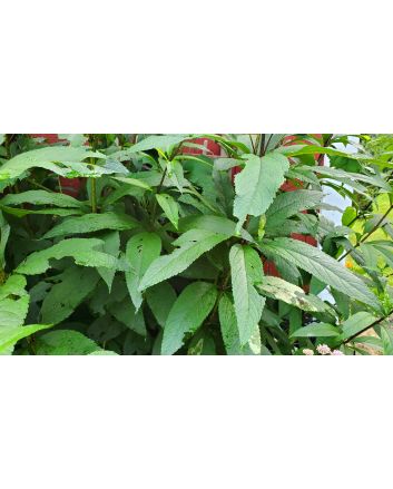 Joe Pye Weed Seeds (Naturally Grown)