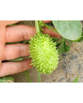West Indian Burr Gherkin Seeds (Naturally Grown) 