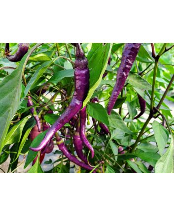 Hot Pepper ‘Buena Mulata' Seeds (Naturally Grown)