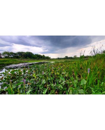 Pickerelweed Seeds (Naturally Grown)