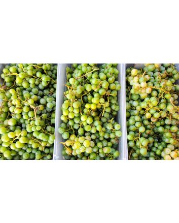Grape 'Niagara' Seeds (Naturally Grown)