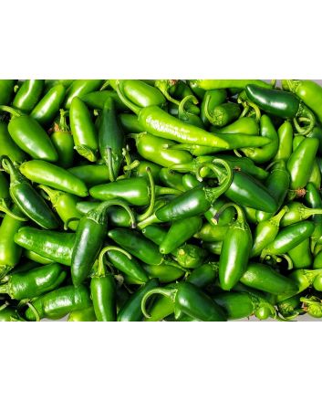 Hot Pepper ‘Early Jalapeno’ 