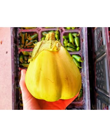 Eggplant ‘Saitama Ao Daimaru’ Seeds (Naturally Grown)