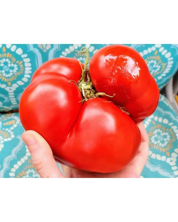 Tomato 'Vrbnička Rajčica' Seeds (Naturally Grown)